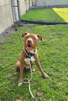 adoptable Dog in Vero Beach, FL named BARNABY