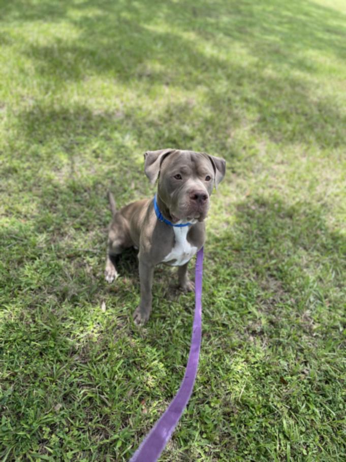 adoptable Dog in Vero Beach, FL named TUBBY