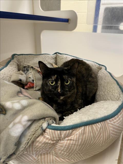 adoptable Cat in Vero Beach, FL named TORTIE