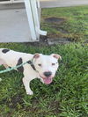 adoptable Dog in Vero Beach, FL named MAX