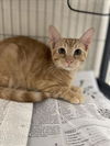 adoptable Cat in Vero Beach, FL named KYRON