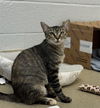 adoptable Cat in Vero Beach, FL named ROSEMARY