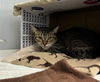 adoptable Cat in Vero Beach, FL named POINSETTA