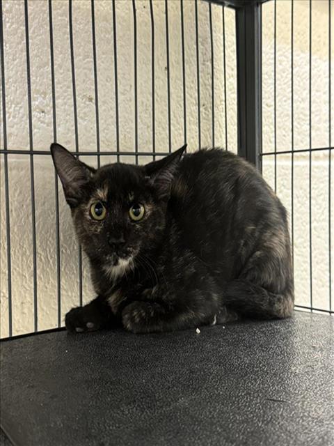 adoptable Cat in Vero Beach, FL named ADAEJAH