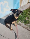 adoptable Dog in Vero Beach, FL named GARLIC