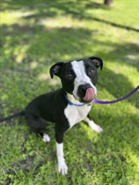 adoptable Dog in Vero Beach, FL named STELLA