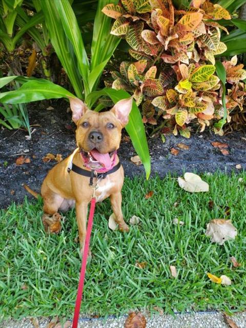 adoptable Dog in Vero Beach, FL named STARLA