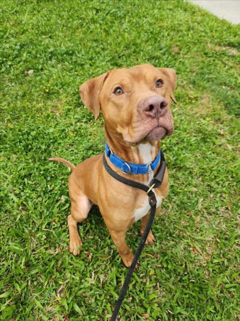 adoptable Dog in Vero Beach, FL named WATSON