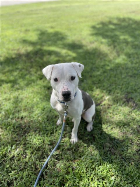 adoptable Dog in Vero Beach, FL named BENTLEY