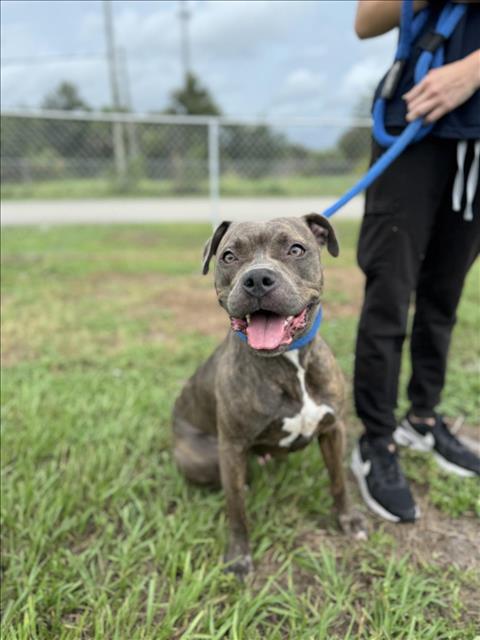 adoptable Dog in Vero Beach, FL named MAGDA