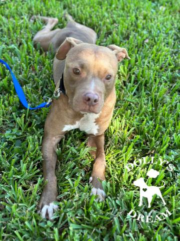 adoptable Dog in Vero Beach, FL named DRAKE