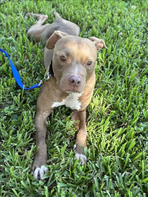 adoptable Dog in Vero Beach, FL named DRAKE