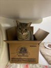 adoptable Cat in Vero Beach, FL named RUFFLES