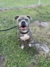 adoptable Dog in Vero Beach, FL named BRONTO