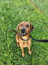 adoptable Dog in Vero Beach, FL named NELLY