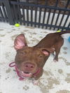 adoptable Dog in Vero Beach, FL named HONEY BEAR