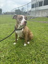 adoptable Dog in Vero Beach, FL named DUTCHESS