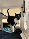 adoptable Cat in Vero Beach, FL named CAMMY