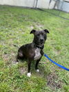 adoptable Dog in Vero Beach, FL named LILO