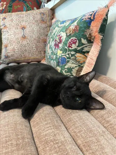 Charlotte - Domestic Short Hair