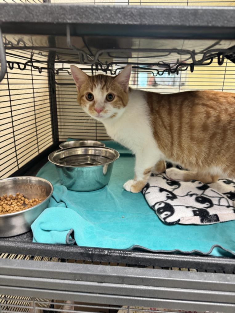 adoptable Cat in Vero Beach, FL named DUSTY