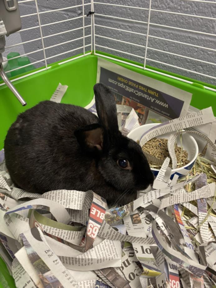 adoptable Rabbit in Vero Beach, FL named WEDNESDAY