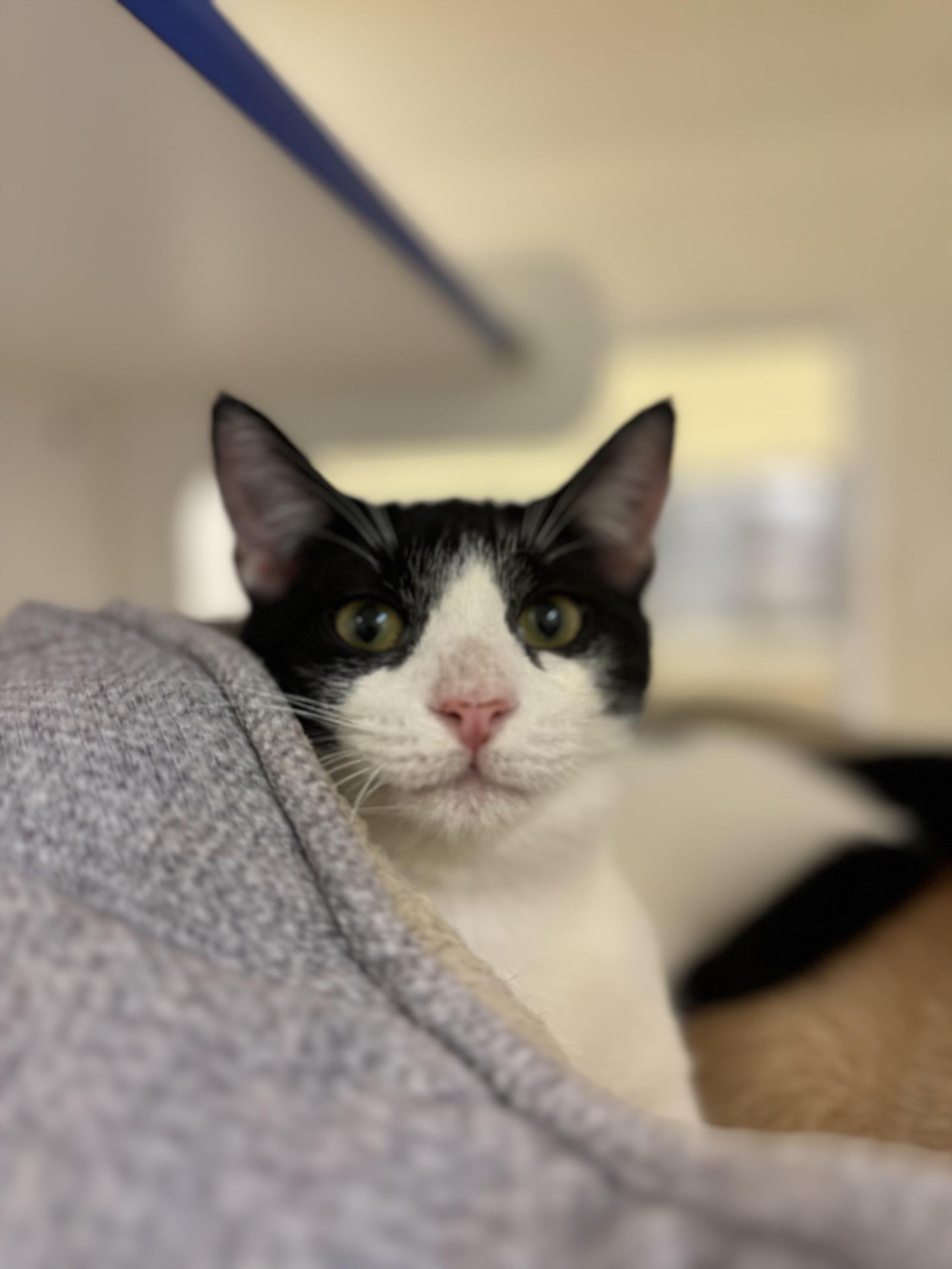 adoptable Cat in Vero Beach, FL named JUNE CARTER CASH