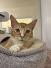 adoptable Cat in Vero Beach, FL named JOHNNY CASH