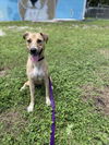 adoptable Dog in Vero Beach, FL named NOODLE