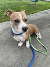 adoptable Dog in Vero Beach, FL named RUBY