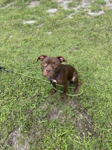 adoptable Dog in Vero Beach, FL named CADBURY