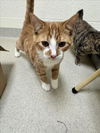 adoptable Cat in Vero Beach, FL named RUSTY