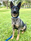 adoptable Dog in Vero Beach, FL named LEAL