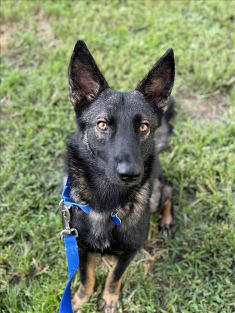 adoptable Dog in Vero Beach, FL named FIEL