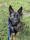 adoptable Dog in Vero Beach, FL named FIEL