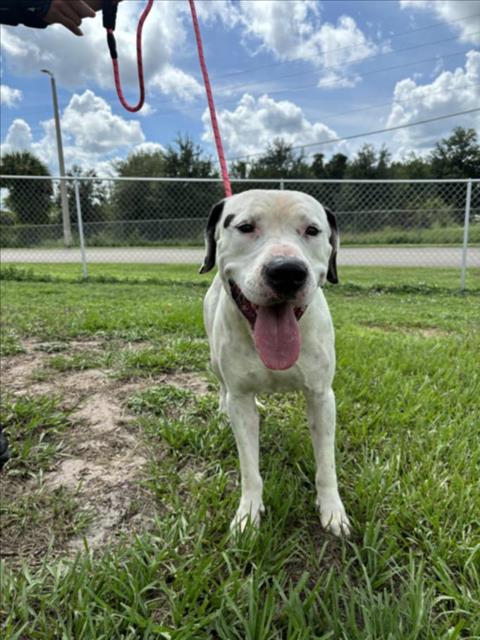 adoptable Dog in Vero Beach, FL named HERCULES