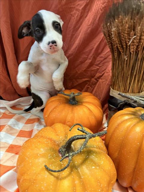 adoptable Dog in Vero Beach, FL named CHESTNUT