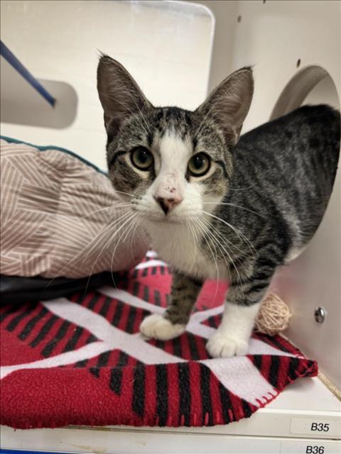 adoptable Cat in Vero Beach, FL named MEL TILLIS