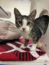 adoptable Cat in Vero Beach, FL named MEL TILLIS