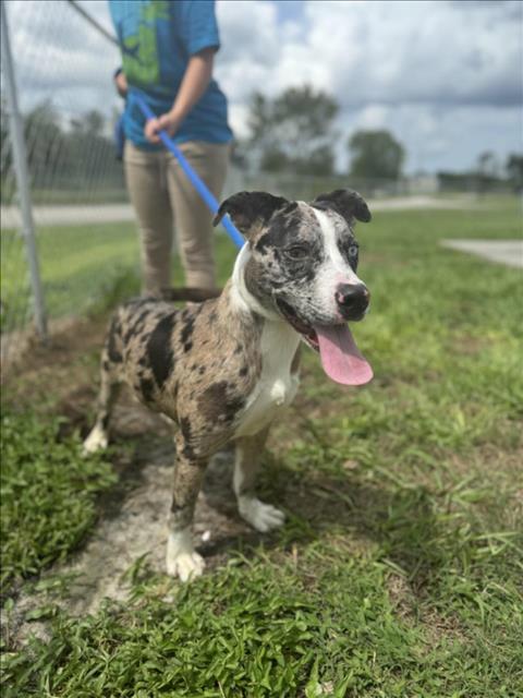 adoptable Dog in Vero Beach, FL named YEEHAW