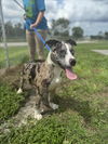 adoptable Dog in Vero Beach, FL named YEEHAW