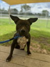 adoptable Dog in Vero Beach, FL named ARTEMIS