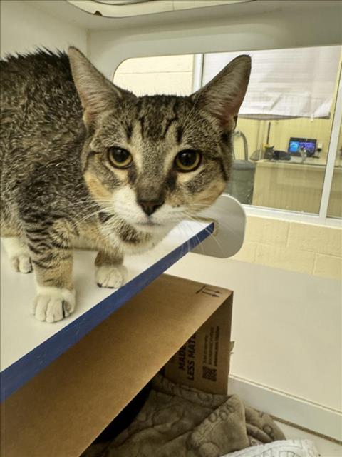 adoptable Cat in Vero Beach, FL named ZEANY