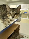 adoptable Cat in Vero Beach, FL named ZEANY