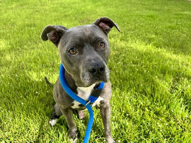 adoptable Dog in Vero Beach, FL named SMOKE