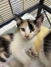 adoptable Cat in , FL named SUNNY