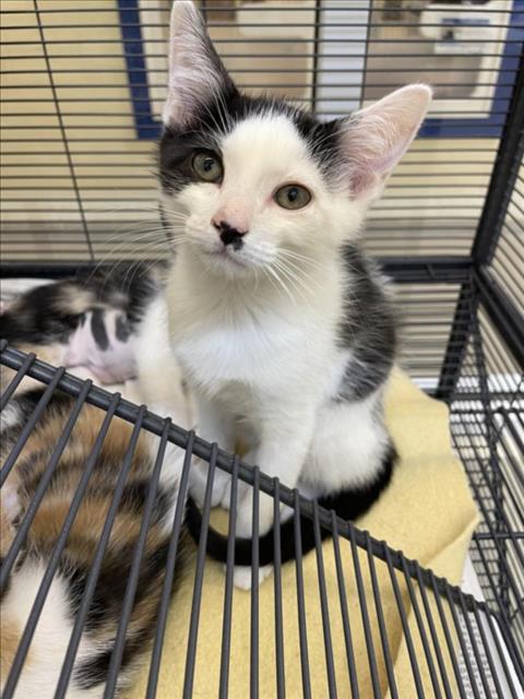 adoptable Cat in Vero Beach, FL named CHONK