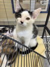 adoptable Cat in , FL named CHONK