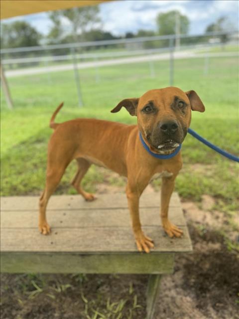 adoptable Dog in Vero Beach, FL named SAVANNAH