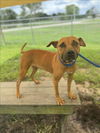 adoptable Dog in , FL named SAVANNAH